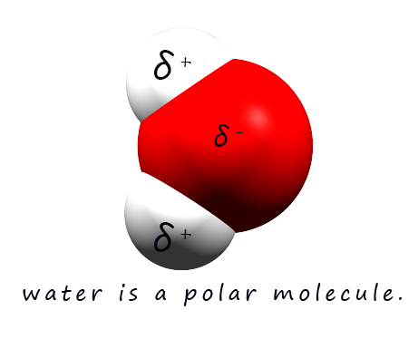 A polar water molecule showing the presence of a dipole, charged ends.